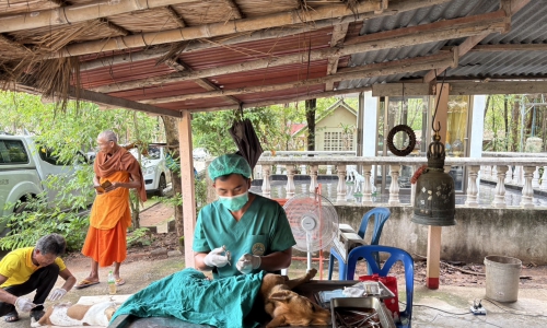 ดำเนินงานตามโครงการผ่าตัดทำหมันและฉีดวัคซีนป้องกันโรคพิษสุนัขบ้า ปีงบประมาณ พ.ศ.2568